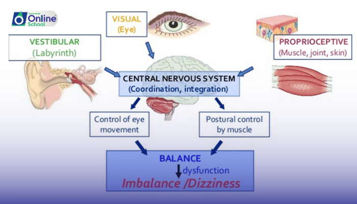 Lesson 14: Sensory Roles in Balance and Accommodation